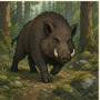 boars.png