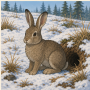 rabbits.png