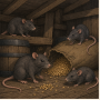 rats.png